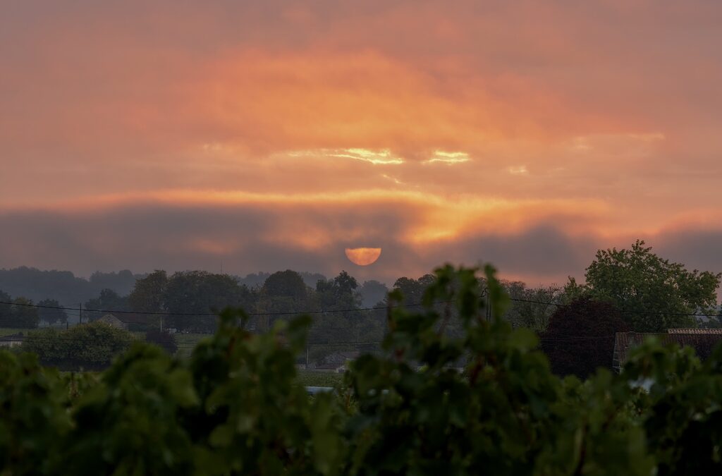 Le cycle végétatif de la vigne