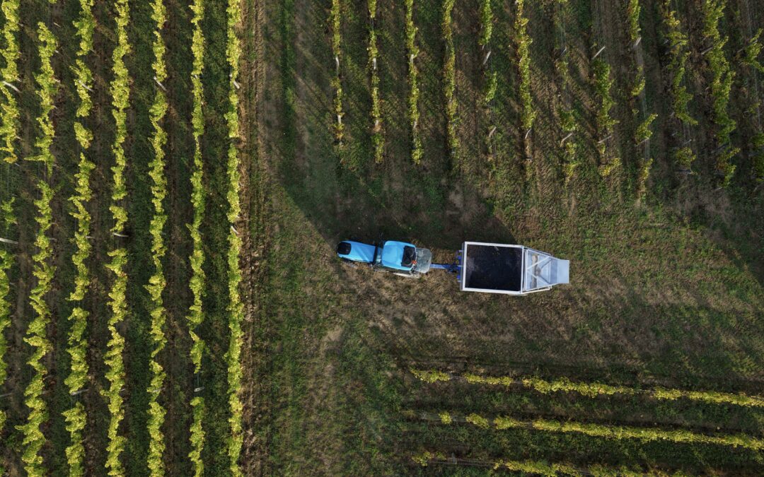 Les travaux de la vigne