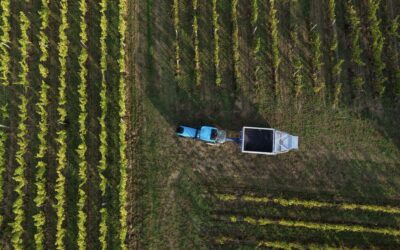 Les travaux de la vigne